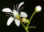 Michaux's saxifrage